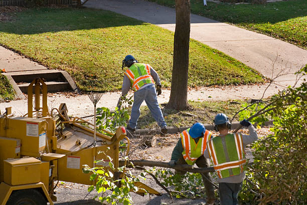 Best Stump Grinding and Removal  in USA